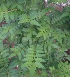 산초잎 20장+알파 스왈로우테일