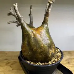 2026年最新】パキポディウム グラキリス 現地球の人気アイテム - メルカリ