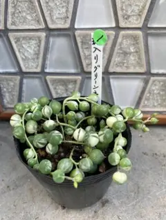 斑入りグリーンネックレス①