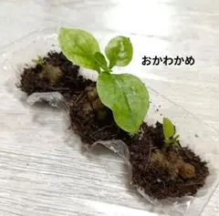 2026年最新】おかわかめ むかごの人気アイテム - メルカリ