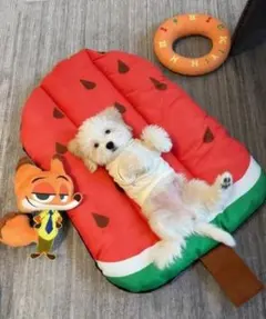スイカ型 ペット用ベッド クッション 夏 韓国 インテリア 犬猫兼用のサムネイル