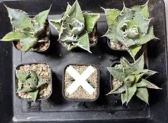 2025年最新】金鯨 アガベの人気アイテム - メルカリ