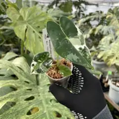 2026年最新】アロカシア 斑入りの人気アイテム - メルカリ