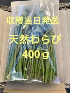新鮮な採れたてわらび400ｇ③