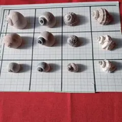 貝殻セット 12個　小さな貝殻 ヤドカリ　ハンドメイドNo.7