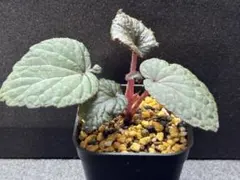 専用❣️Begonia phoeniogramma I ❣️青 ベゴニア 原種 - メルカリ