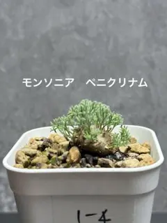 モンソニア　ペニクリナム　実生　1-4 サルコカウロン　ペニクリナ　冬型　塊根