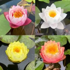 ぴっぴたん様 専用