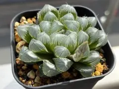 柏崎せもぽぬめ様 リクエスト 2点 まとめ商品