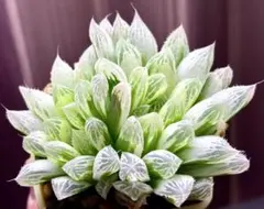 インペラリス × 黒ぶどう 大苗 交配種 抜き苗 ハオルチア 多肉植物
