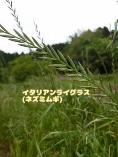 [익명 배송] 생 이탈리안 라이 그래스 80g