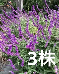 アメジストセージ 3株 セット
