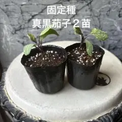 popori様 リクエスト 3点 まとめ商品