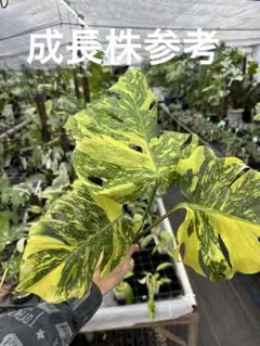 2026年最新】組織培養 モンステラの人気アイテム - メルカリ