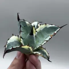 アガベ AGAVE パラサナ 斑入り パリー トランカータ 縞斑 - メルカリ