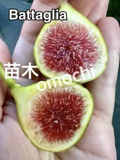 2026年最新】いちじく穂木の人気アイテム - メルカリ