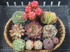 【Sale】レッドベリー錦入りセット③★エケベリア★多肉★多肉植物★寄せ植え★