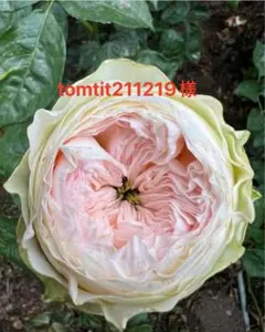 ご専用ページです