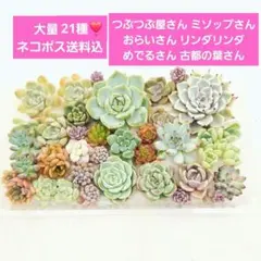 Aパオ❣️つぶつぶ屋さん❣️ミソ苗❣️おらいさん❣️Miyaさん❣️ ネコポス込のサムネイル