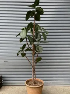 フィカス バーガンディ 曲がり ねじり仕立て バルーン陶器鉢 植え込み