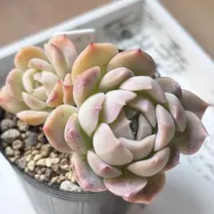 ボンボン　多肉植物　抜き苗　エケベリア