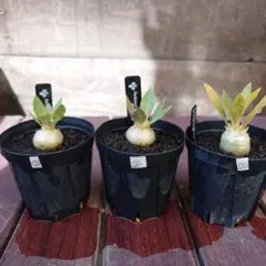 パキポディウム　アンボンゲンセ　良型　鉢ごとメルカリ便④ パキポディウム アンボンゲンセ 伝市鉢 | GREEN LUCK