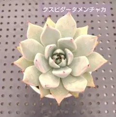 hikaru様 リクエスト 2点 まとめ商品