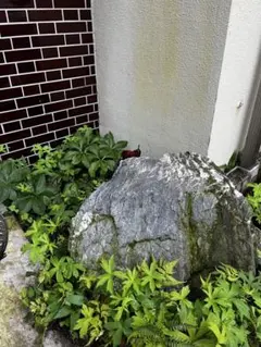 現地引取限定】高級庭石 三波石（青石）伊予青石 結晶片岩 景石 搬出