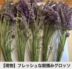 【切り花】ラベンダーグロッソ 120本＋α 花穂ロング♪ 朝摘み発送のサムネイル