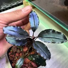 【専用出品】ブセファランドラ4種類セット 通販 水草】ブセファランドラ sp バタンカワ(輸入品)【1ポット