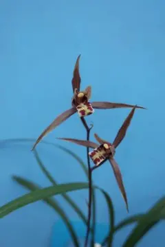 寒蘭-25146-2HH ラベル落ち 苗 交配種 寒蘭 | えびね蘭・寒蘭専門通販 蘭