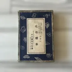 2026年最新】化石標本の人気アイテム - メルカリ