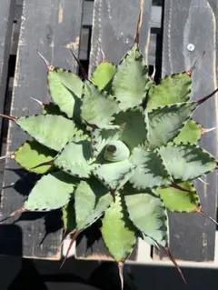 2026年最新】アガベ 子株 セットの人気アイテム - メルカリ