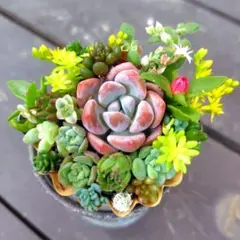 2026年最新】多肉植物寄せ植え そのまま飾れるの人気アイテム - メルカリ
