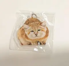 那須どうぶつ王国 アクリルキーホルダー マヌルネコ シークレット