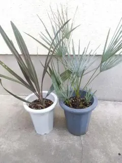 ビスマルキア　ノビリス　チャメロプス　4ヘッド❗　2鉢セット❗ 2025年最新】ビスマルキアノビリスの人気アイテム - メルカリ