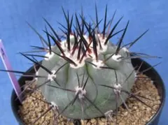 し*…様 F5コピアポア 黒王丸 強刺 エリオシケ 多肉植物 サボテン