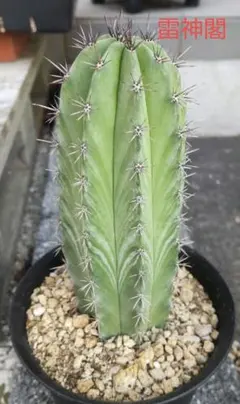 福山まさる様 リクエスト 2点 まとめ商品