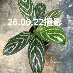 カーティシー/胴切り仔ぶき/アグラオネマ/親株は10年以上前入手/購入後カットのサムネイル