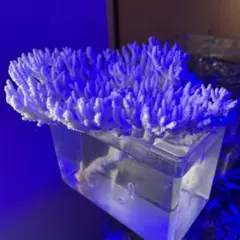 天然ライブロック ソウザイ - メルカリ