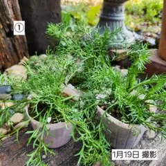 りんりん様 リクエスト 3点 まとめ商品