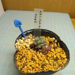 スプリングワンダー×乙女心　根付き苗