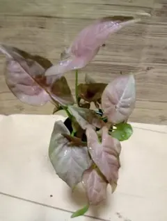 桜華様 リクエスト 2点 まとめ商品