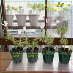 2026年最新】#aiiKEN73＊Garden＊AG202605の人気アイテム - メルカリ