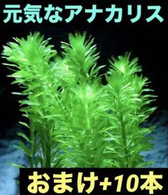 2026年最新】アナカリスの人気アイテム - メルカリ