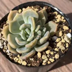 2026年最新】リラシナ 多肉の人気アイテム - メルカリ