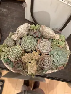 多肉植物寄せ植え　そのまま飾れる