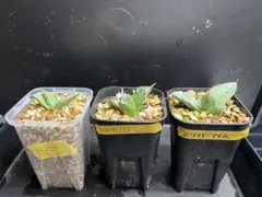 アガベ　お得な3点セットのサムネイル