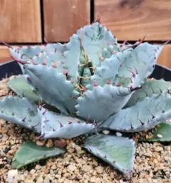 Nene様 リクエスト 2点 まとめ商品