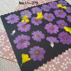 押し花素材　✳️ 小花 盛り合わせ商品 *↟⍋*↟ ①のサムネイル